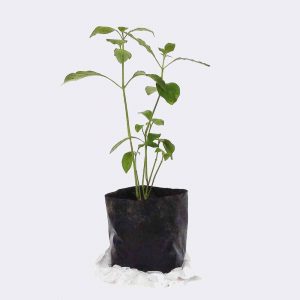 plant2-free-img