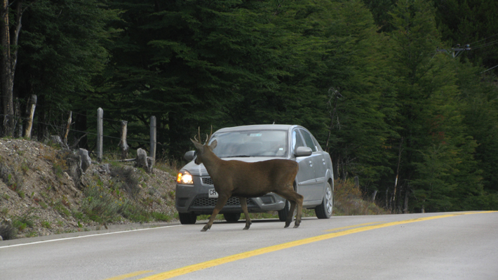 huemul1